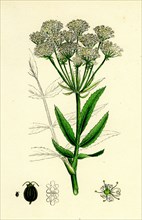 Pimpinella magna; Greater Burnet Saxifrage