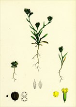 Bupleurum aristatum; Narrow-leaved Hare's-ear