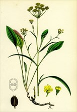 Bupleurum falcatum; Falcate-leaved Hare's-ear