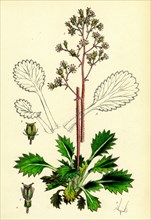 Saxifraga umbrosa, var. serratifolia; Common London-Pride