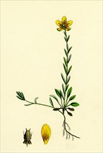 Saxifraga Hirculus; Yellow Marsh Saxifrage