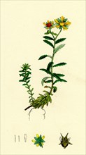 Saxifraga aizoides; Yellow Mountain Saxifrage