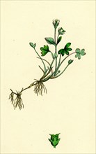 Saxifraga rivularis; Alpine Brook Saxifrage