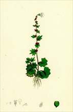 Saxifraga cernua; Drooping Alpine Saxifrage