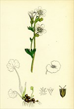 Saxifraga granulata; White Meadow Saxifrage