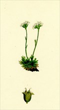 Saxifraga caespitosa; Tufted Saxifrage