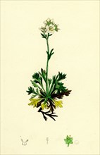 Saxifraga decipiens; Palmate-leaved Mossy Saxifrage