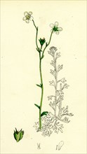 Saxifraga hirta, var. genuina; Irish Mossy Saxifrage, var. a.