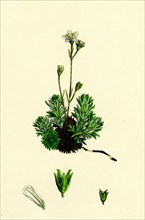 Saxifraga hirta, var. affinis; Irish Mossy Saxifrage, var. y.