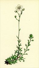 Saxifraga eu-hypnoides, var. platypetala; Mossy Saxifrage, var. a.