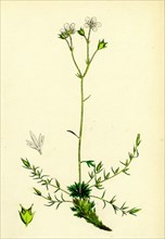 Saxifraga eu-hypnoides, var. gemmifera; Mossy Saxifrage, var. B.