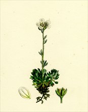 Saxifraga hirta, var. incurvifolia; Irish Mossy Saxifrage, var. B.