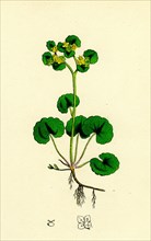 Chrysosplenium alternifolium; Alternate-leaved Golden-Saxifrage