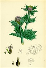 Eryngium maritimum; Sea-Holly