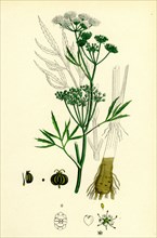 Cicuta virosa; Water Hemlock