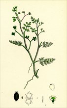 Helosciadium inundatum; Least Water-Parsnip