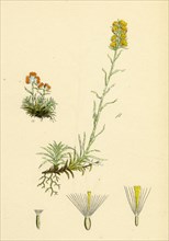 Gnaphalium supinum; Dwarf Cudweed