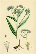 Gnaphalium margaritaceum; Pearly Everlasting