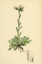 Gnaphalium dioicum, var. hyperboreum; Mountain Everlasting, var. B.