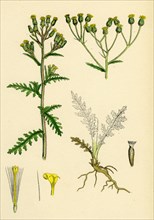 Senecio sylvaticus, var. genuinus; Mountain Groundsel, var. a.