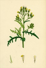 Senecio sylvaticus, var. auriculatus; Mountain Groundsel, var. B.
