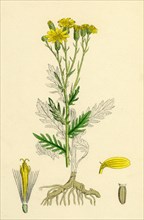 Senecio erucifolius; Hoary Ragwort