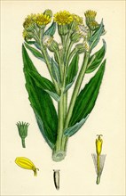 Senecio palustris; Marsh Fleawort