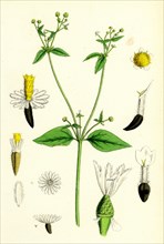 Galinsoga parviflora; Small-flowered Galinsoga
