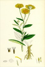 Inula dysenterica; Greater Fleabane