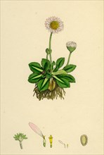 Bellis perennis; Common Daisy