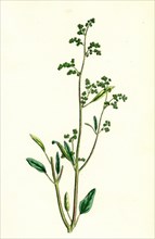 Chenopodium album, var. viride; Green Goosefoot, var. a.