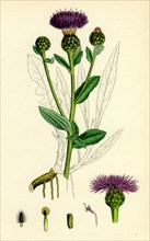 Centaurea nigra, var. genuina; Black Knapweed, var. a.
