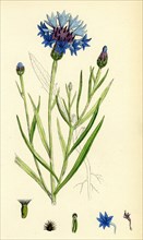 Centaurea Cyanus; Blue-bottle