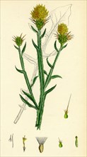 Centaurea solstitialis; St. Barnaby's Thistle