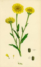 Chrysanthemum segetum; Corn Marigold