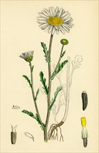Chrysanthemum Leucanthemum; Great white Ox-eye