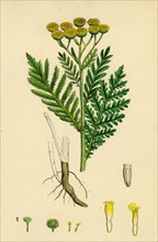 Chrysanthemum Tanacetum; Common Tansy