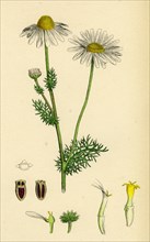 Chrysanthemum inodorum, var. genuinum; Scentless Mayweed, var. a.