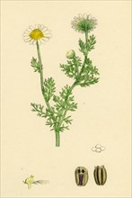 Chrysanthemum inodorum, var. maritimum; Scentless Mayweed, var. B.