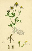 Chrysanthemum Chamomilla; Wild Chamomile