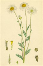 Anthemis arvensis, var. genuina; Corn Chamomile, var. a.