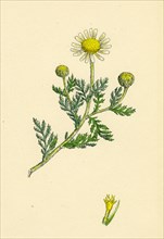Anthemis arvensis, var. anglica; Corn Chamomile, var. B.