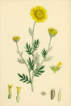Anthemis tinctoria; Ox-eye Chamomile