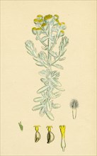 Diotis maritima; Sea-side Cotton-weed