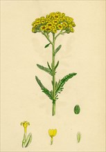 Achillea tomentosa; Woolly Yellow Yarrow