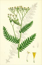 Achillea tanacetifolia; Tansy-leaved Yarrow