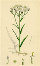 Achillea Ptarmica; Sneeze-wort Yarrow