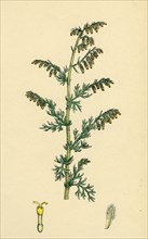 Artemisia maritima, var. genuina; Sea Wormwood, var. a.