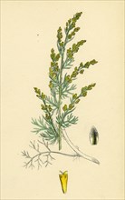 Artemisia maritima, var. gallica; Sea Wormwood, var. B.