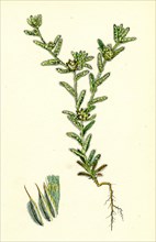 Filago apiculata; Red-tipped Cudweed